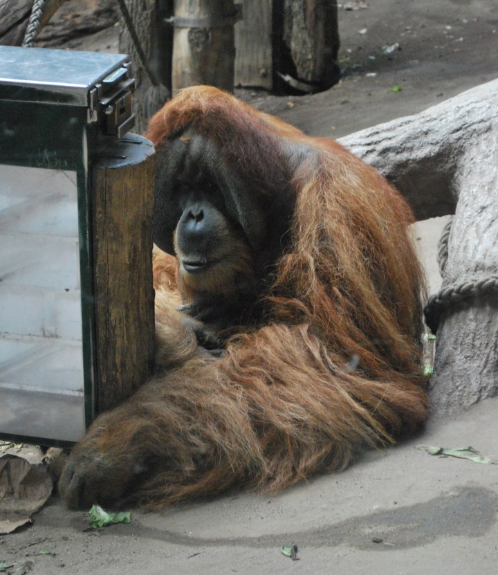 Orangutan from Dresden Zoo